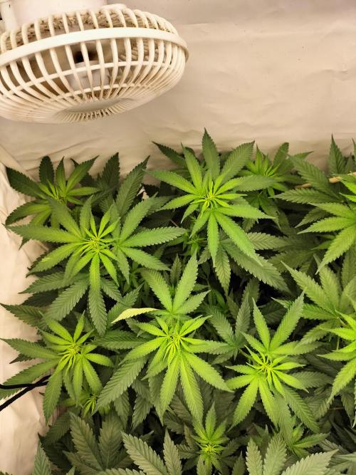 Amnesia Haze Go Fast. Week 6