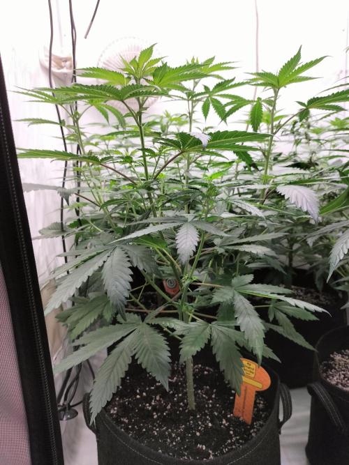 Zkittlez. Week 6