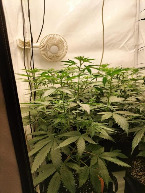 Zkittlez. Week 6