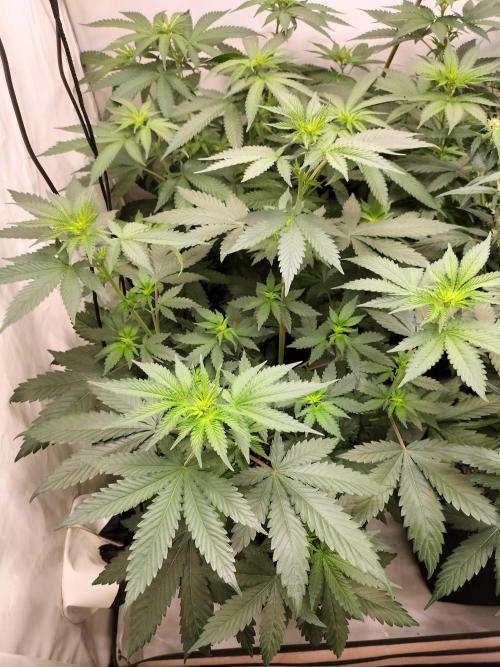 Zkittlez. Week 6