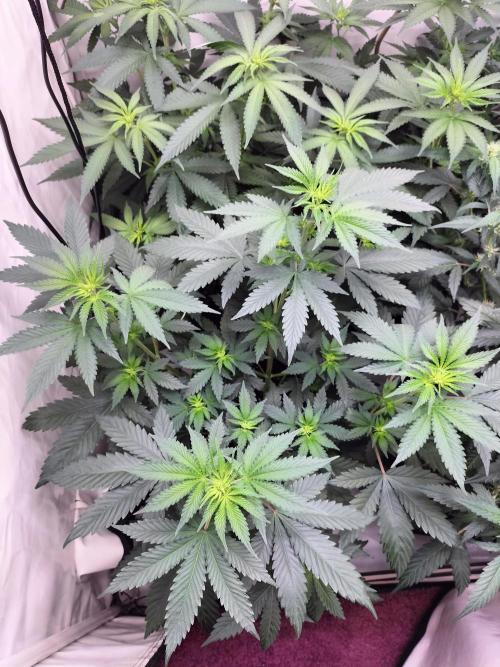 Zkittlez. Week 6
