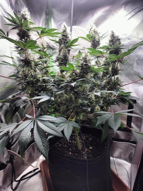 Tropical Ice Cream. Week 12