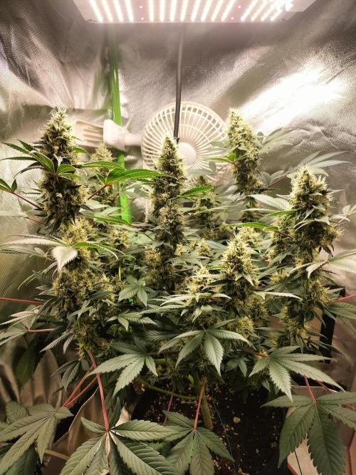 Tropical Ice Cream. Week 12