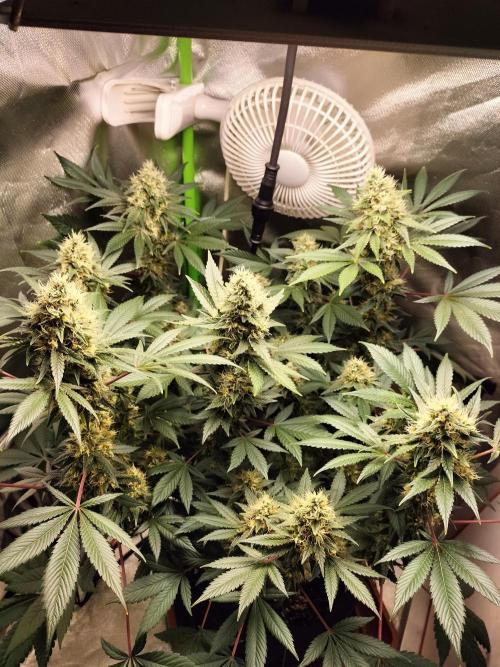 Tropical Ice Cream. Week 12