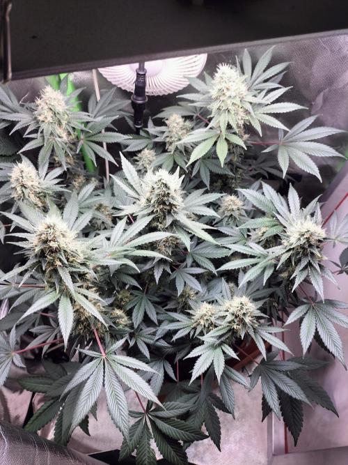 Tropical Ice Cream. Week 12