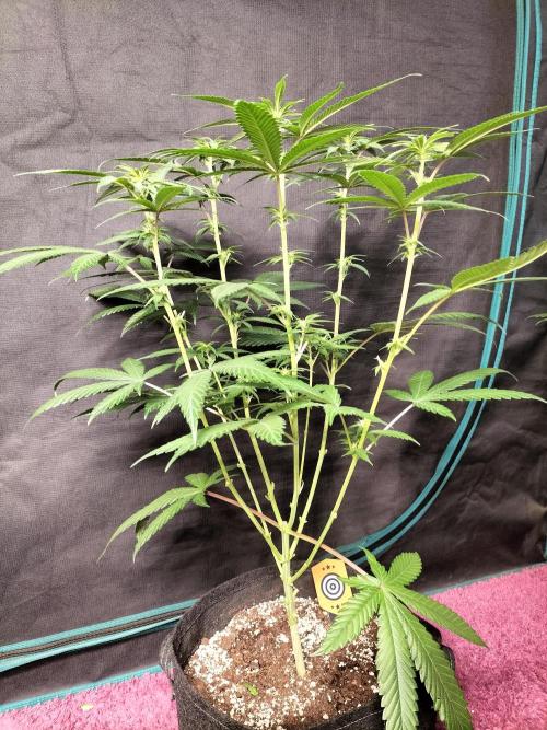 Amnesia Haze Fast. Week 7