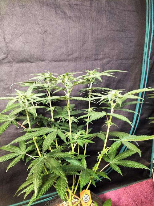 Amnesia Haze Fast. Week 7
