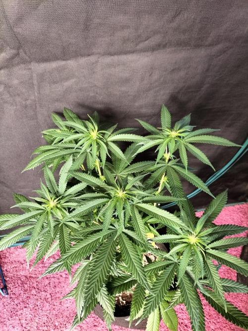 Amnesia Haze Fast. Week 7