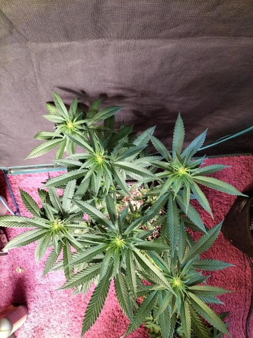 Amnesia Haze Go Fast. Week 7