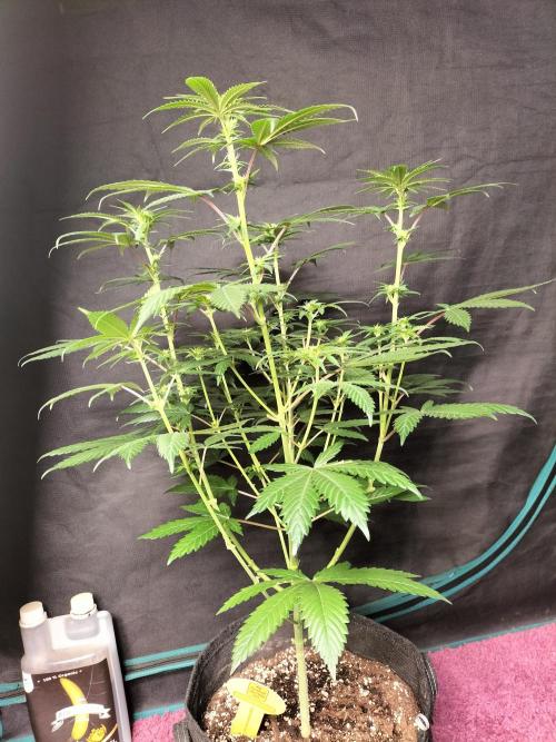 Zkittlez. Week 7