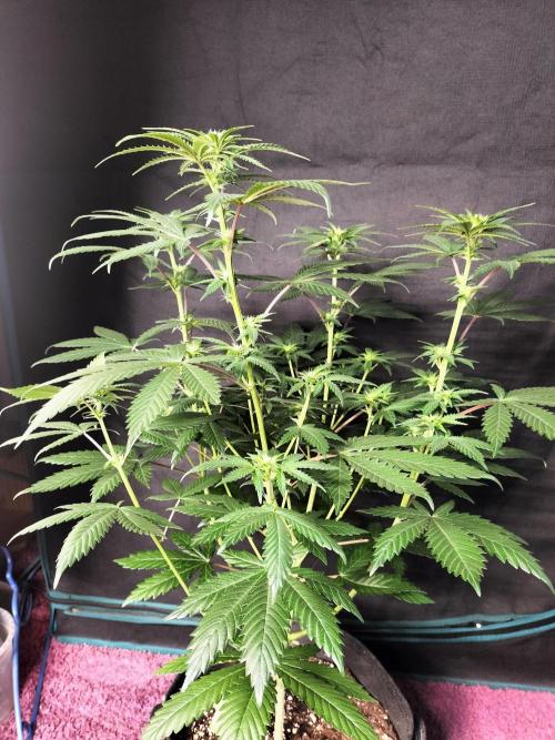 Zkittlez. Week 7
