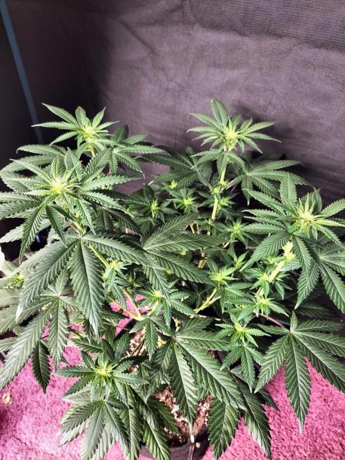 Zkittlez. Week 7