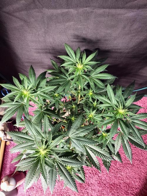 Zkittlez. Week 7