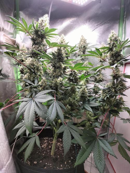Tropical Ice Cream. Week 13