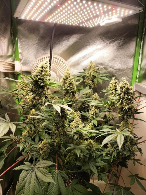 Tropical Ice Cream. Week 13