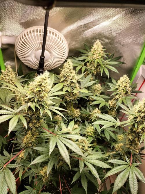 Tropical Ice Cream. Week 13