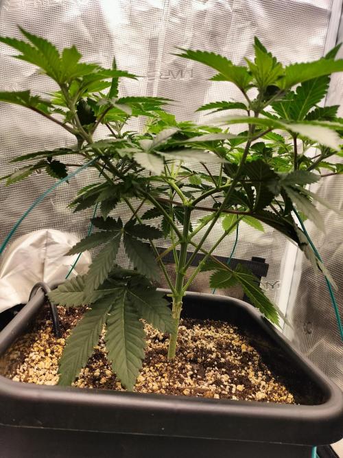 Monkey Grease. Week 6