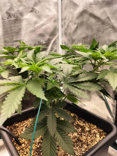 Monkey Grease. Week 6