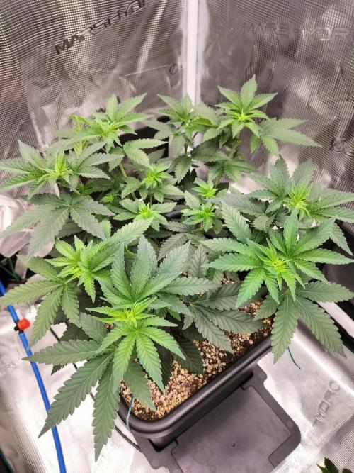 Monkey Grease. Week 6