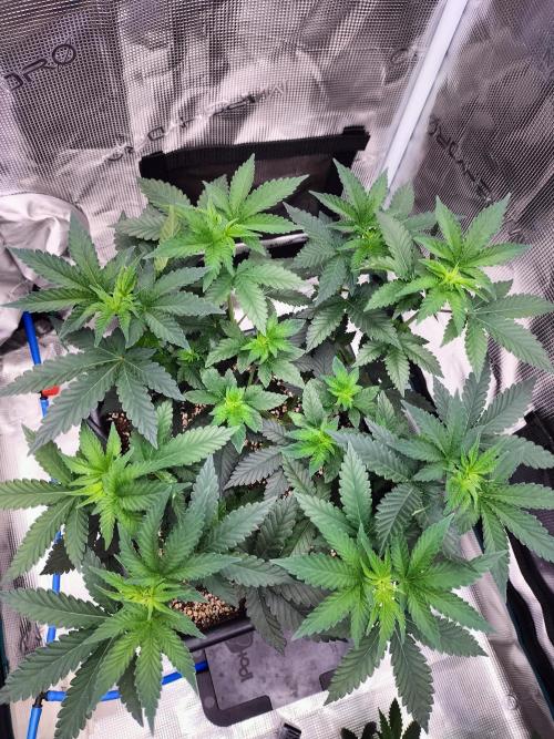 Monkey Grease. Week 6