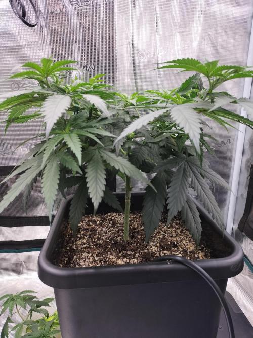 Papaya Jealousy. Week 6