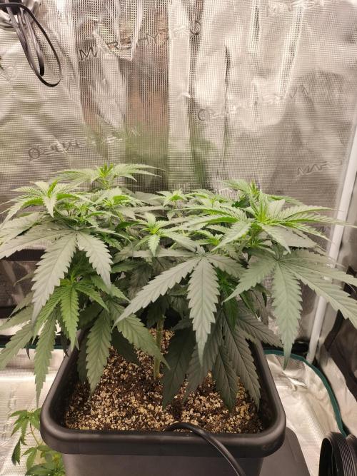 Papaya Jealousy. Week 6