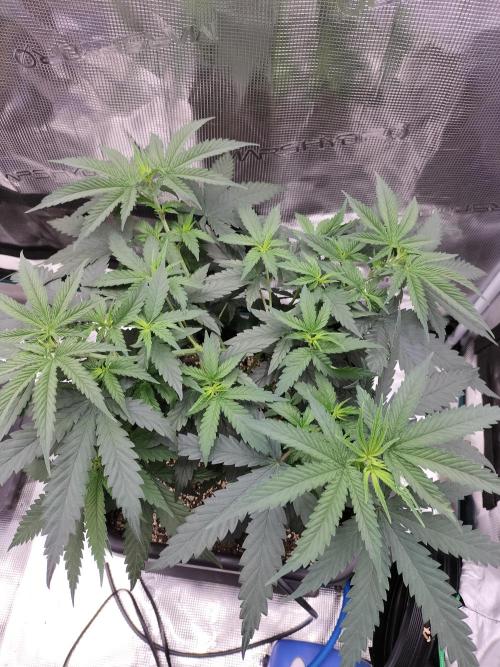 Papaya Jealousy. Week 6