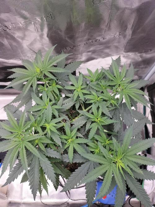 Papaya Jealousy. Week 6