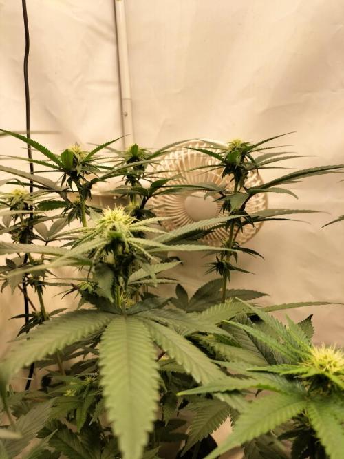 Amnesia Haze Fast. Week 8