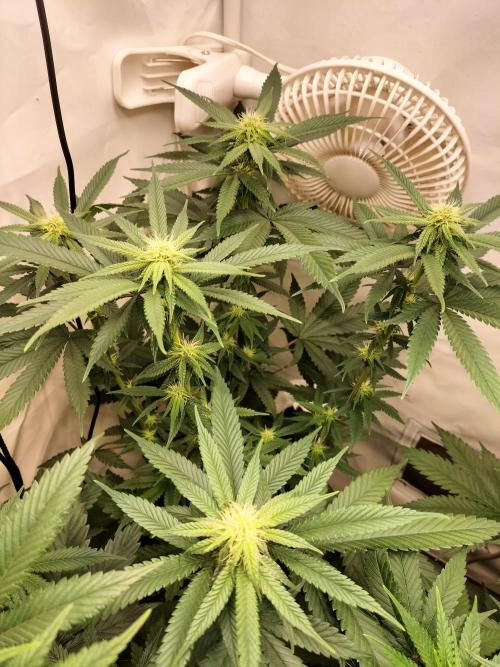 Amnesia Haze Fast. Week 8