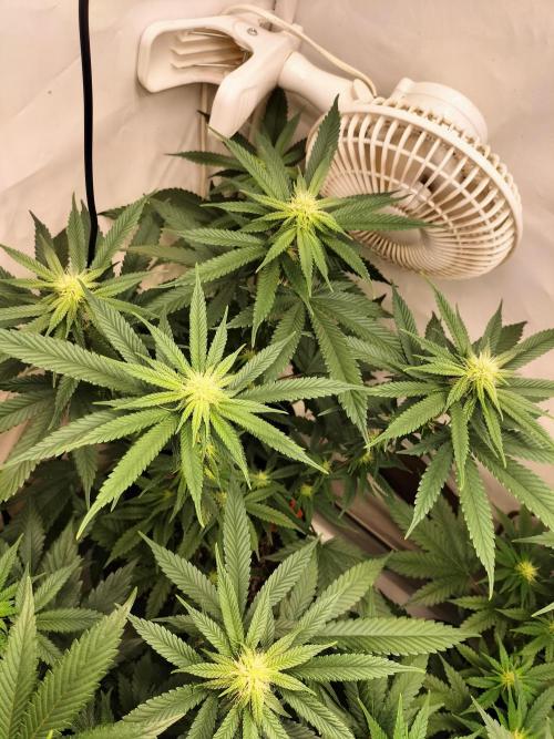 Amnesia Haze Fast. Week 8