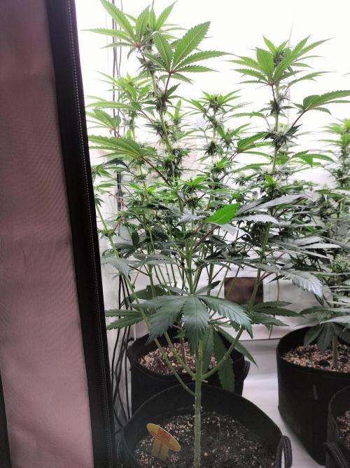 Zkittlez. Week 8