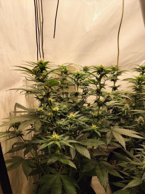Zkittlez. Week 8
