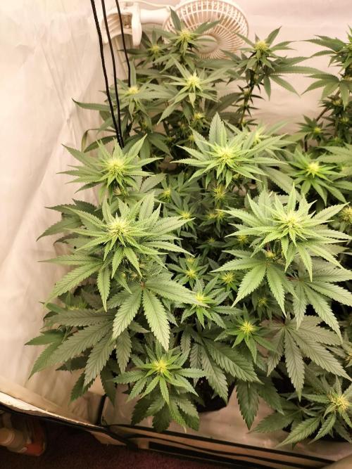 Zkittlez. Week 8