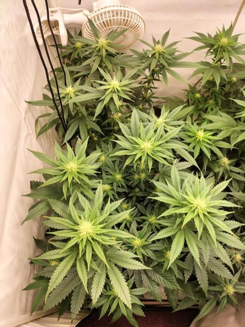 Zkittlez. Week 8