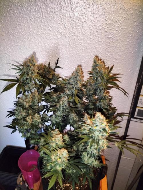 Tropical Ice Cream. Week 14