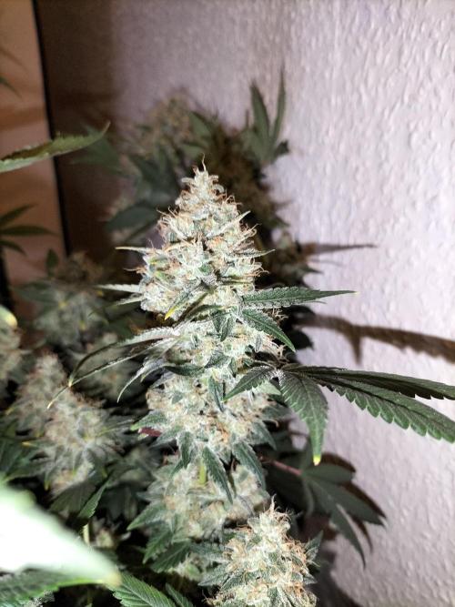Tropical Ice Cream. Week 14