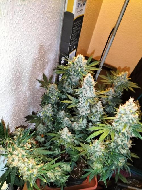 Tropical Ice Cream. Week 14
