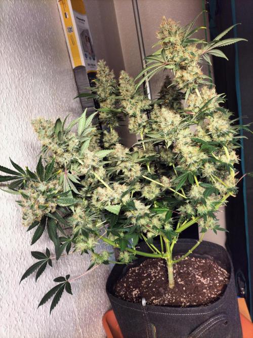 Tropical Ice Cream. Week 14