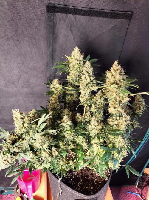 Tropical Ice Cream. Week 14