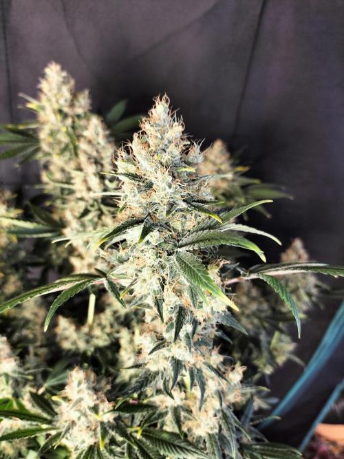 Tropical Ice Cream. Week 14