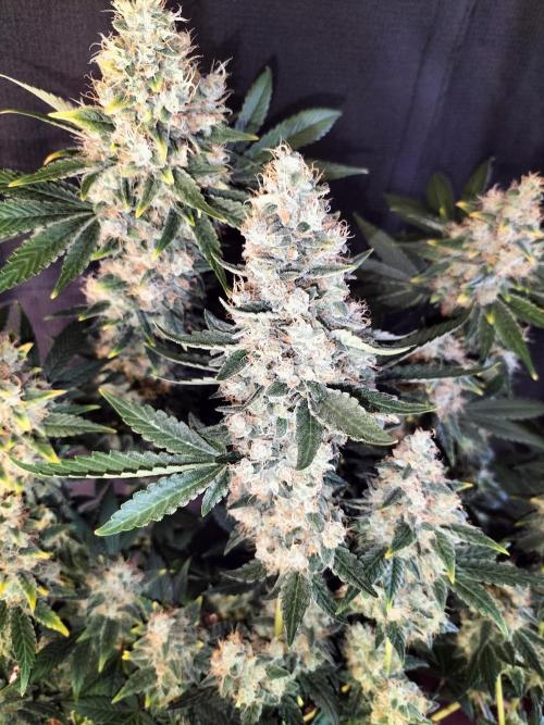 Tropical Ice Cream. Week 14