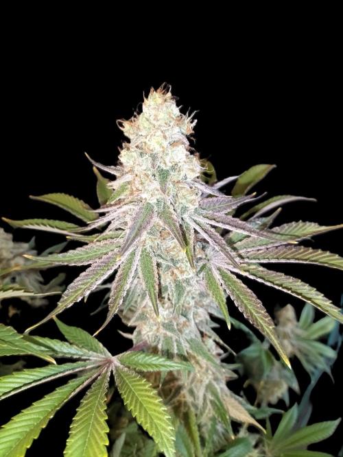Zamnesia Seeds - Sticky Broccoli  by psychedelic_unicorn