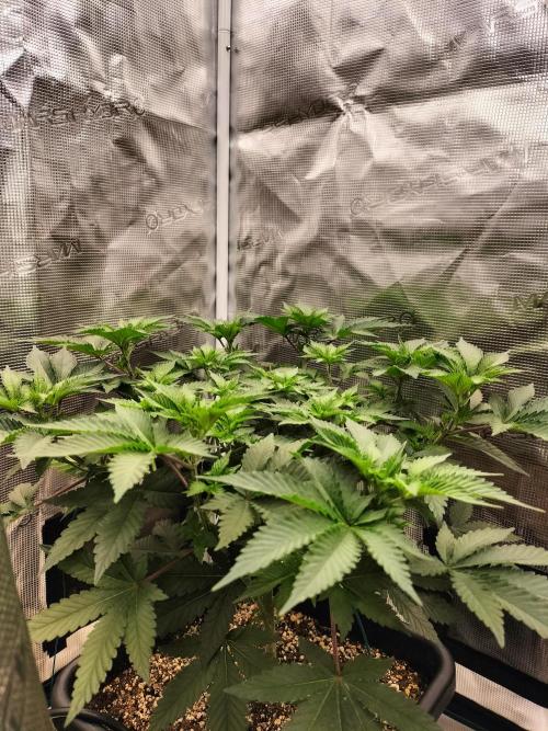 Monkey Grease. Week 7