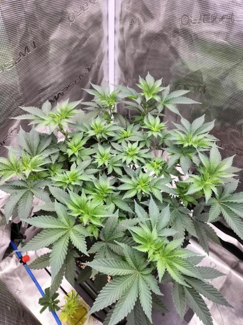 Monkey Grease. Week 7