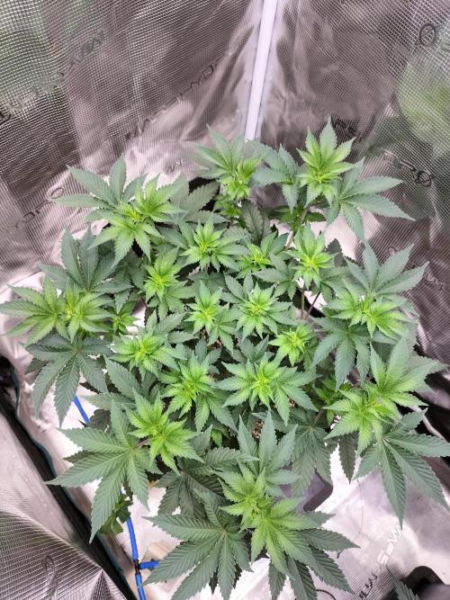 Monkey Grease. Week 7