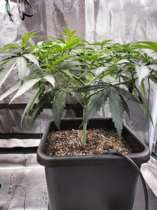 Papaya Jealousy. Week 7