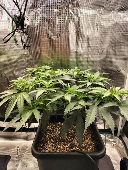 Papaya Jealousy. Week 7
