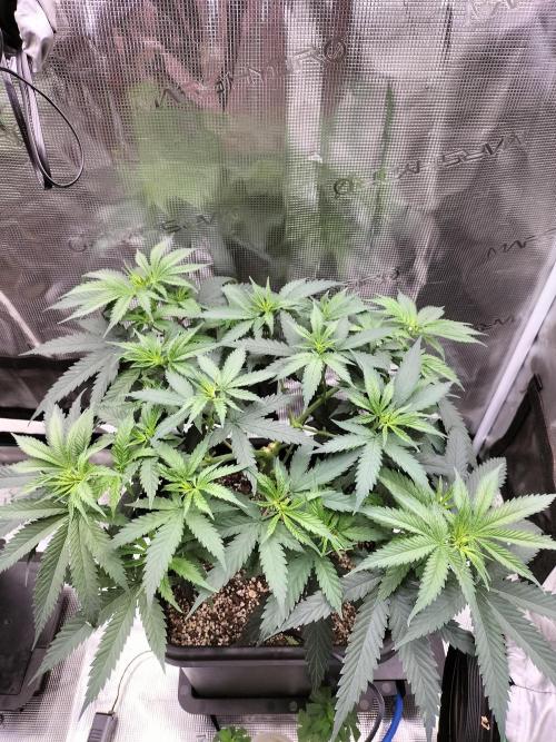 Papaya Jealousy. Week 7