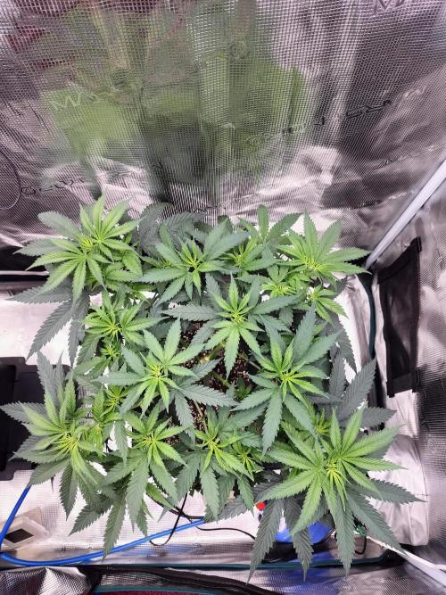 Papaya Jealousy. Week 7